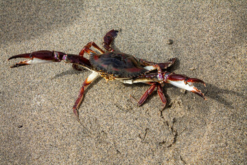 crab on the sand