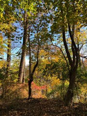 autumn in the forest