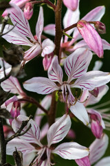 Obraz premium Diptam, Dictamnus albus, Makro