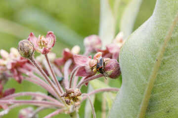 Twice-stabbed Stink Bug on common milkweed