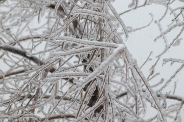 Tree branches covered in ice in the winter close up