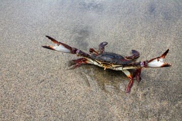 crab on the beach