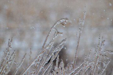 Close up of ice covered grass in the winter