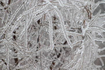Tree branches covered in ice in the winter