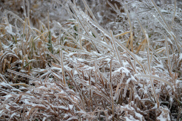 Ice covered grass in November Nebraska winters