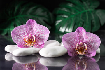 Fototapeta na wymiar Beautiful lilac orchid flowers lying on white stones with monstera leaves on black background