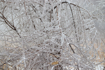 Ice covered branches along the road side