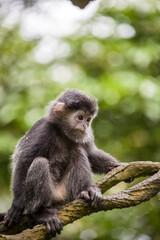 The baby Javan lutung (Trachypithecus auratus) closeup image,  also known as the ebony lutung and Javan langur, is an Old World monkey from the Colobinae subfamily