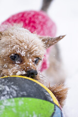 orkshire terrier playing with a ball in the snow