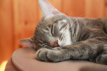 子猫