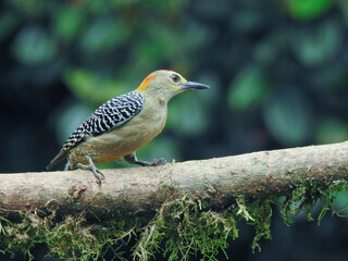 Hoffmann`s Woodpecker ( Male) 1