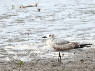 Laughing Gull