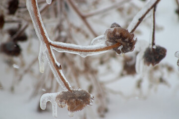 Ice covered plants close up in the winter