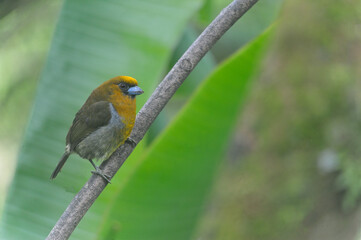 Prong-Billed Barbet