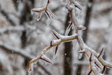 Ice forming on tree branches close up