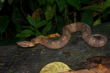 Rainforest Hog-nosed Pitviper