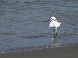Snowy Egret 1