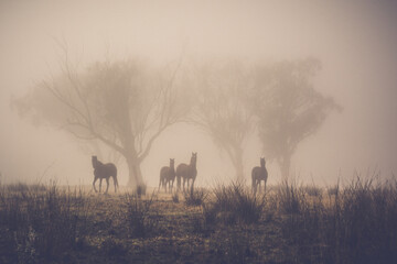 Horse silhouetted in fog