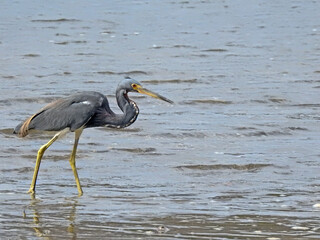 Tricolored Heron  1