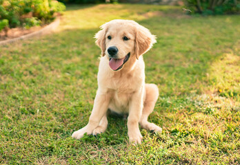Naklejka na ściany i meble Beautiful and cute golden retriever puppy dog having fun at the park sitting on the green grass. Lovely labrador purebred doggy