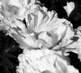 Tree-like peony, tree-shaped white peony in the garden, peony petals close-up at sunset, natural blurred background. Monochome photo.
