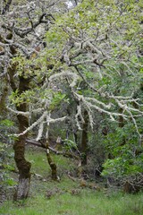 moss on tree