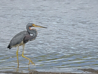 Tricolored Heron  2