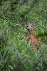 deer in the forest