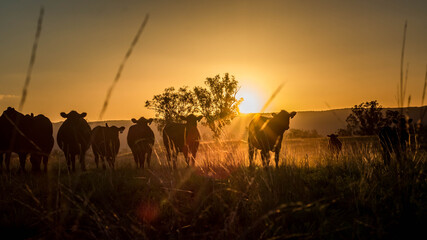 Cattle at sunset