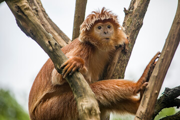 The Javan lutung (Trachypithecus auratus) closeup image,  also known as the ebony lutung and Javan langur, is an Old World monkey from the Colobinae subfamily
