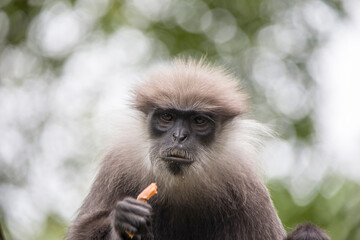 The purple-faced langur (Semnopithecus vetulus)  is a species of Old World monkey that is endemic to Sri Lanka. The animal is a long-tailed arboreal species, identified by a mostly brown dark face.