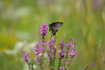 butterfly on thee flower