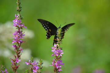 butterfly on thee flower