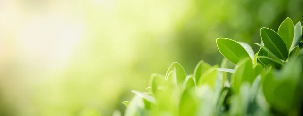 Fotobehang Closeup of green nature leaf on blurred greenery background in garden with bokeh and copy space using as background cover page concept. © Montri Thipsorn