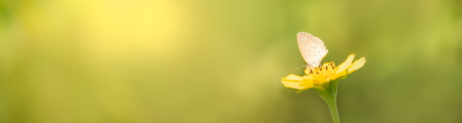 Nature view of beautiful butterfly on yellow flower with green nature blurred background in garden with copy space using as background insect, natural landscape, ecology, fresh cover page concept.