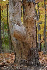 autumn in the forest