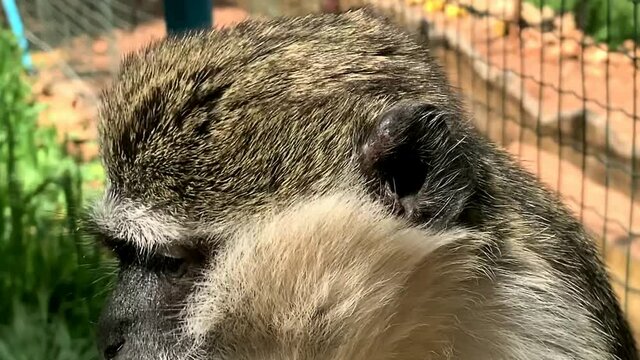 Portrait of African green monkey or vervet (Chlorocebus aethiops). 4K
