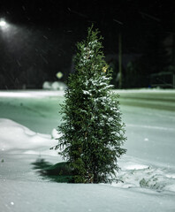 Drzewo w śniegu ciemne tło zielone światło w tle