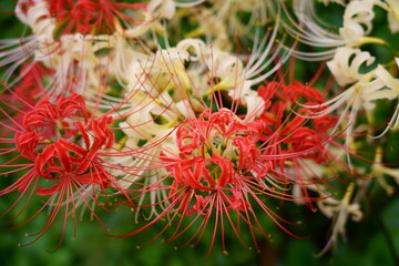 初秋の林の脇に咲くヒガンバナの花
