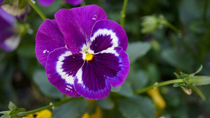 紫パンジー、アップで。