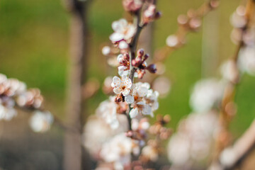 Blooming cherry branch close up. Beautiful small white-pink spring flowers on branches against a background of white, brown and light green bokeh. Spring background