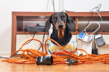 Naughty dachshund was left at home alone and made a mess. Dog in striped t-shirt scattered and tore apart wires and electrical appliances, blurred background.