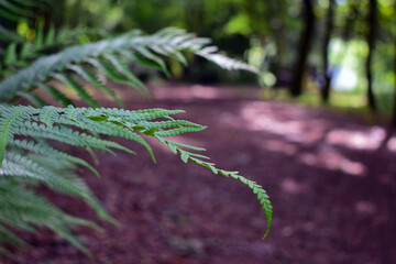 Naklejka premium A spring afternoon a walk in the woods and a close-up of a fern on a path
