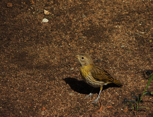 Large beautiful image of a small stripe-tailed yellow finch standing on the ground. The color of the brazilian yellow bird blends with the brown background resulting in a color camouflage