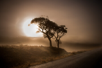 Autumn Morning