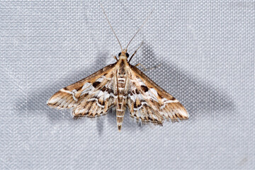 シロアヤヒメノメイガ（北海道・知床）
