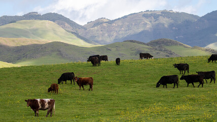 Fototapeta na wymiar Cows on Rolling Hills in California