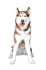 Siberian husky brown white dog. The ears are straight, the front legs of the dog are straight. The dog opens its mouth to see its tongue and white background