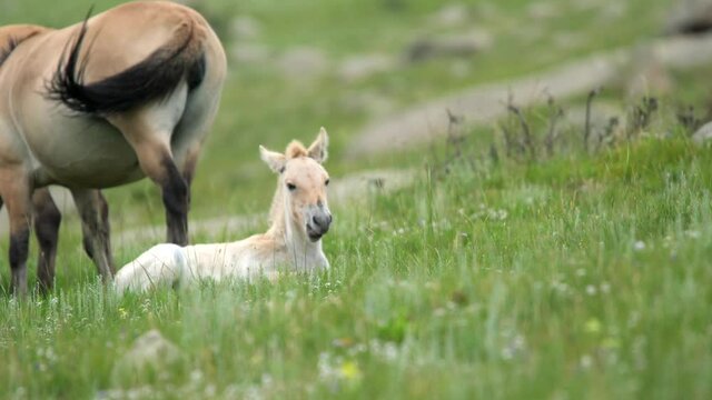 Przewalski's horse albino white foal in real natural habitat environment in the mountains of Mongolia.Ferus takhi dzungarian Przewalski Mongolian wild horse wildlife animal hoofed mustang brumby feral