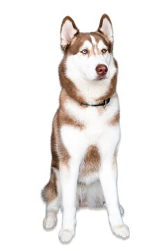 Siberian dog breed Brown white In you The dog's eyes look to the right of the picture. The dog's ears are erect. The front legs of the dog are straight on both sides and their background is white.